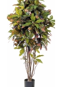 4' CROTON TREE 120-180 cm