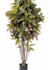 4' CROTON TREE 120-180 cm