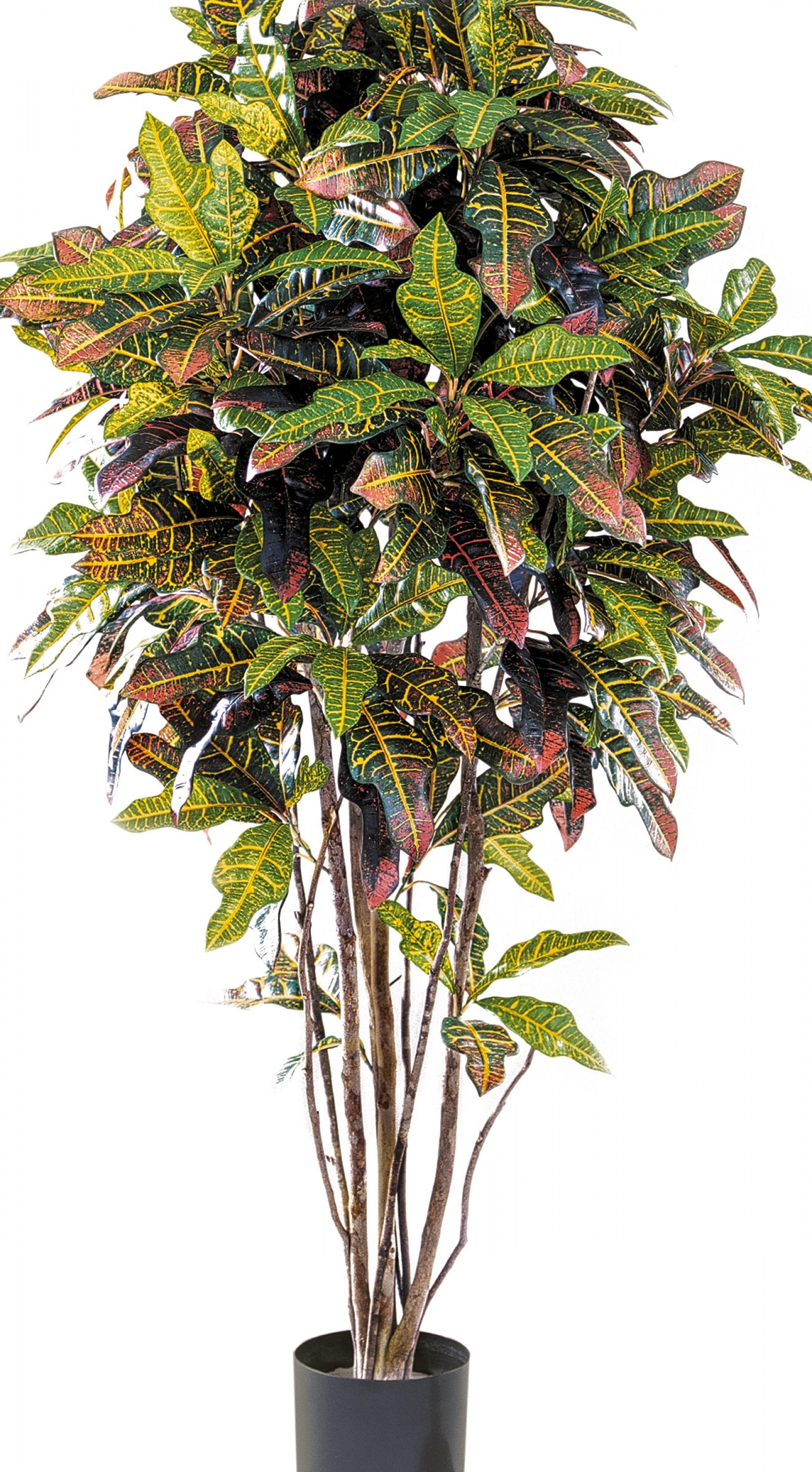 4' CROTON TREE 120-180 cm