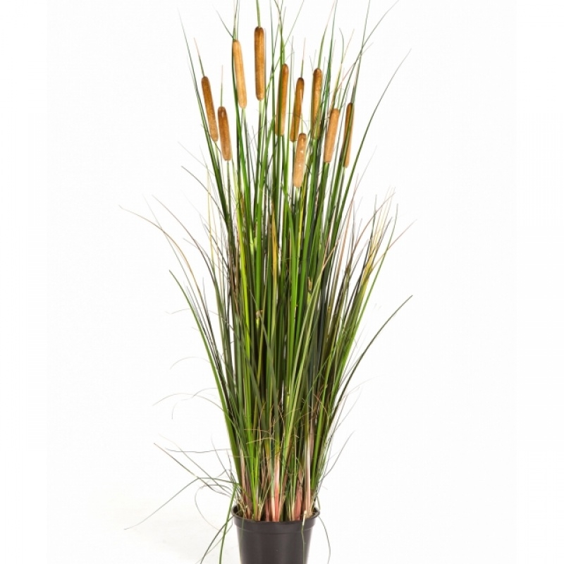 4' Cattail Grass w/Brown Flowers 120 cm