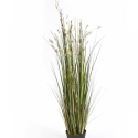 4\' Coral Grass w/Cream Flowers 120 cm