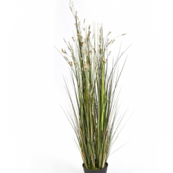 4' Coral Grass w/Cream Flowers 120 cm