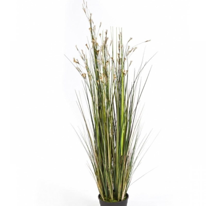 4' Coral Grass w/Cream Flowers 120 cm