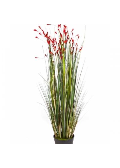 4' Coral Grass w/Red Flowers 120 cm