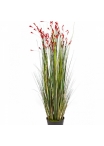 4' Coral Grass w/Red Flowers 120 cm