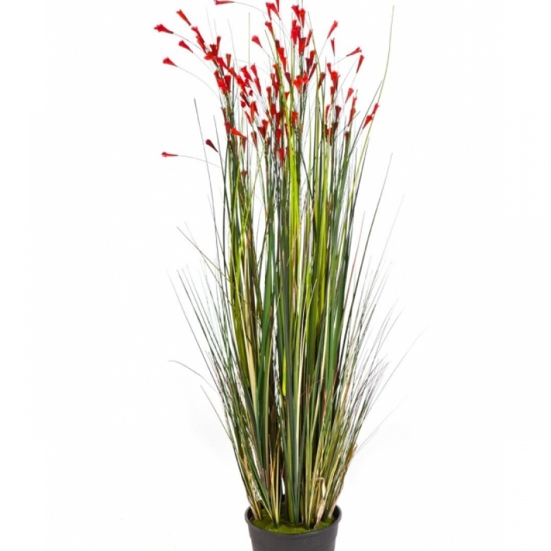 4' Coral Grass w/Red Flowers 120 cm
