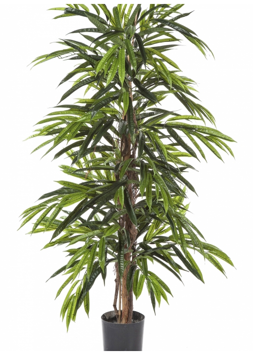 4' DELUXE LONGIFOLIA TREE 120-210 cm