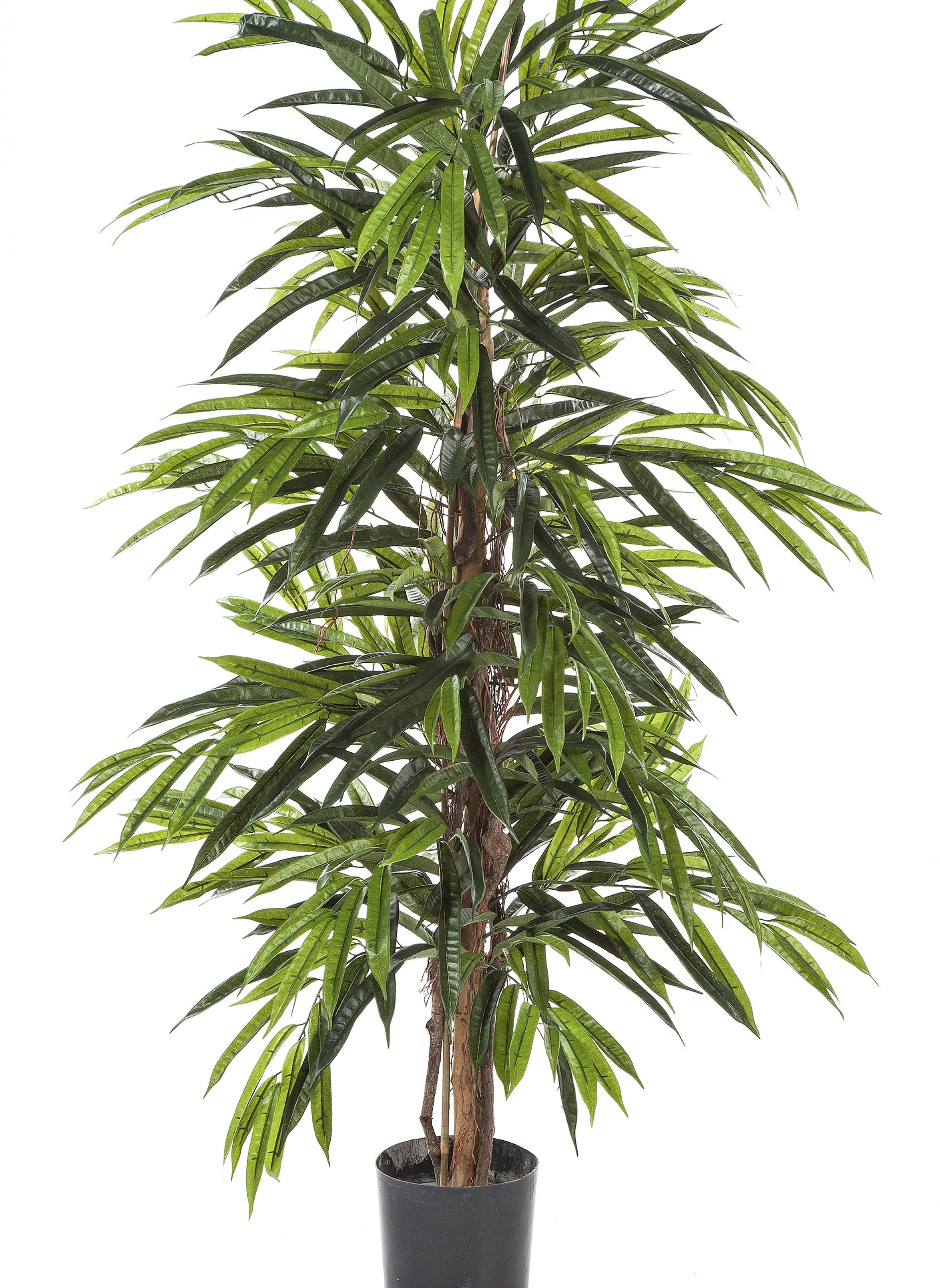 4' DELUXE LONGIFOLIA TREE 120-210 cm