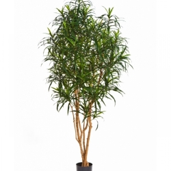4' DRACAENA ANITA TREE 120-180 cm