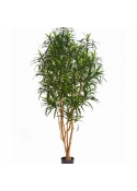 4' DRACAENA ANITA TREE 120-180 cm