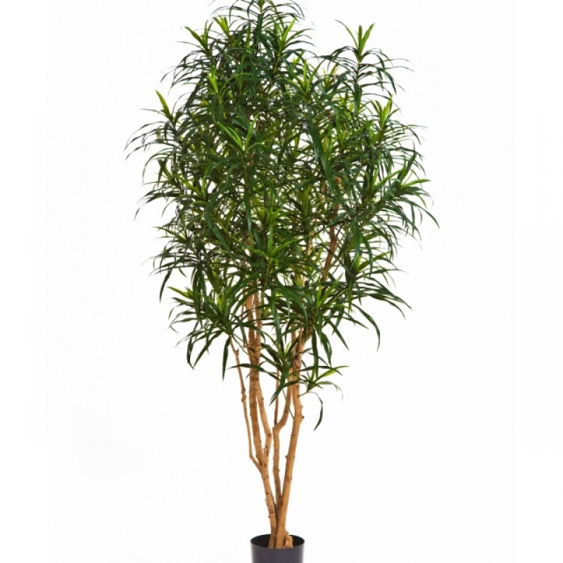 4' DRACAENA ANITA TREE 120-180 cm
