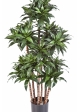 4' DRACAENA FRAGANS COMPACTA 120 cm