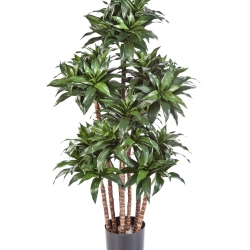 4' DRACAENA FRAGANS COMPACTA 120 cm