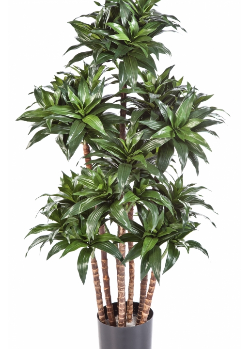 4' DRACAENA FRAGANS COMPACTA 120 cm