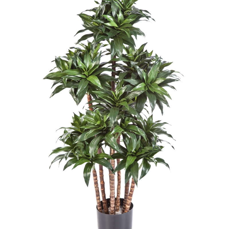 4' DRACAENA FRAGANS COMPACTA 120 cm