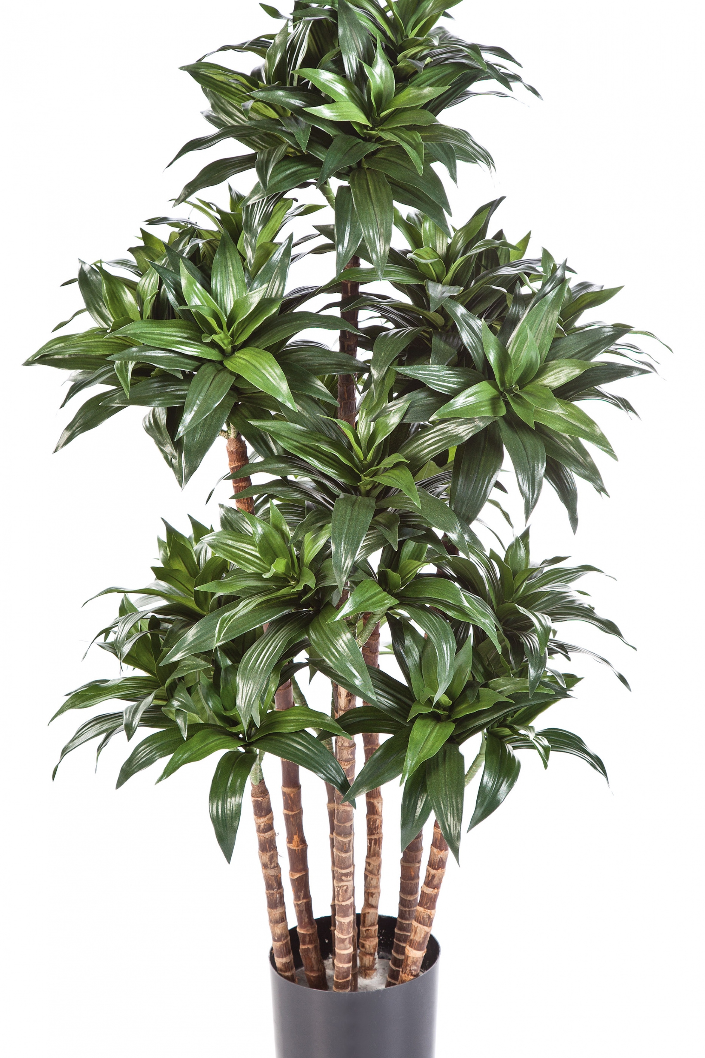 4' DRACAENA FRAGANS COMPACTA 120 cm