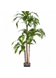 4' DRACAENA FRAGANS STEUD 120 cm