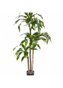 4' DRACAENA FRAGANS STEUD 120 cm