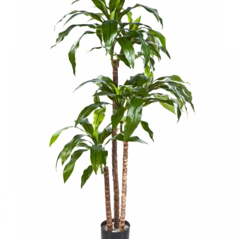 4' DRACAENA FRAGANS STEUD 120 cm