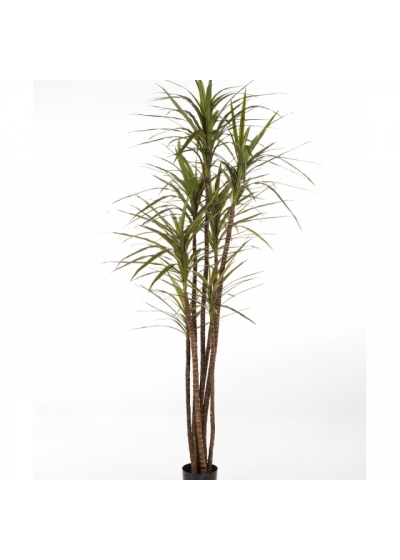 4' DRACAENA MAGENTA X 5 120-180 cm