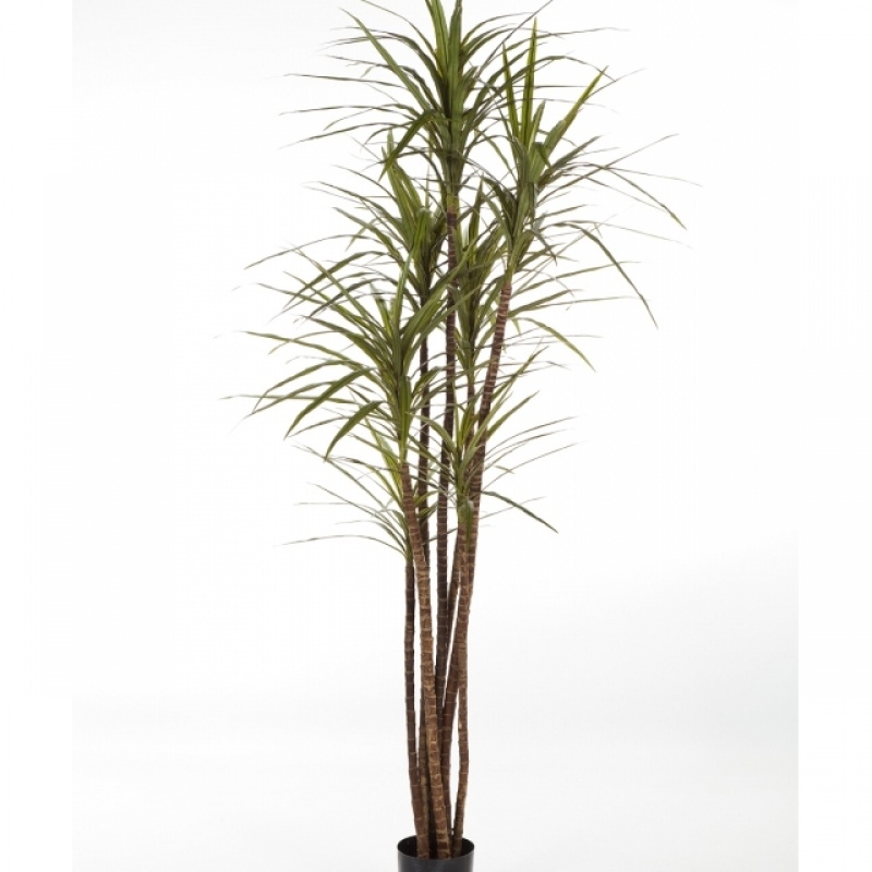 4' DRACAENA MAGENTA X 5 120-180 cm