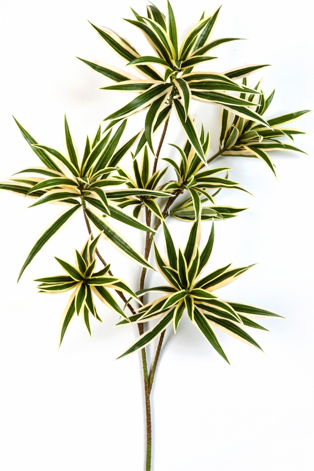 4' DRACAENA REFLEXA 120-184 cm