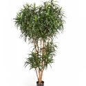 4\' DRACAENA REFLEXA ANITA TREE 120-210 cm