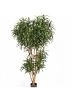 4' DRACAENA REFLEXA ANITA TREE 120-210 cm