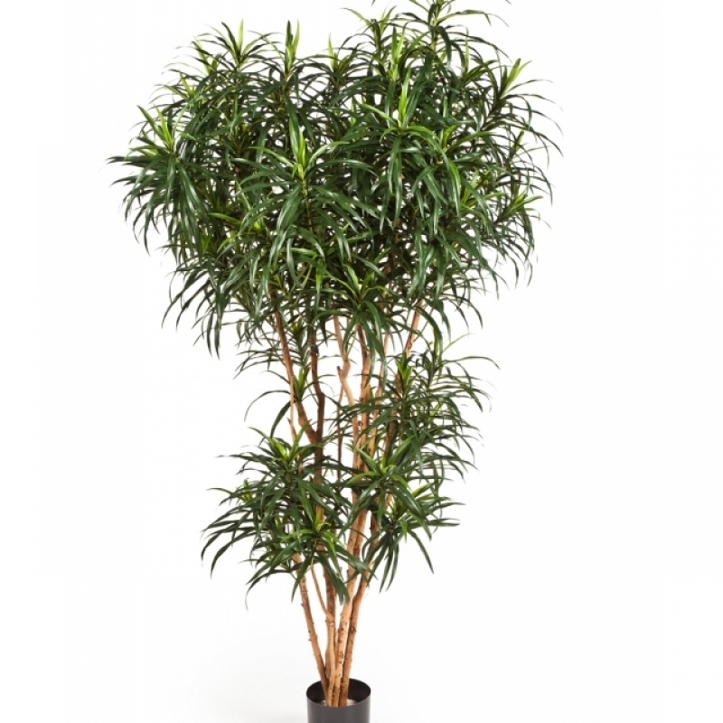 4' DRACAENA REFLEXA ANITA TREE 120-210 cm