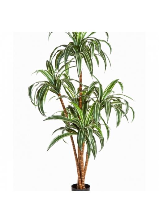 4' DRACAENA TREE 120-150 cm