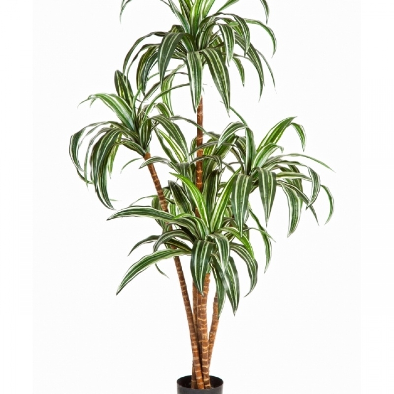 4' DRACAENA TREE 120-150 cm