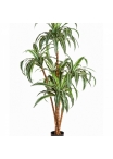 4' DRACAENA TREE 120-150 cm