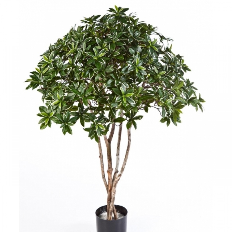 4' EUONYMUS JAPONICUS TREE 120 cm
