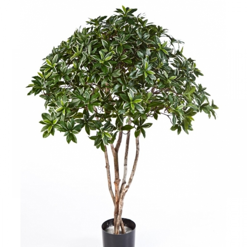 4' EUONYMUS JAPONICUS TREE 120 cm