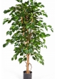 4' FICUS EXOTICA 120-210 cm