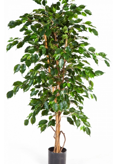 4' FICUS EXOTICA 120-210 cm