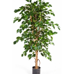 4' FICUS EXOTICA 120-210 cm