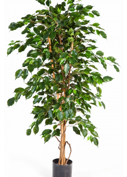 4' FICUS EXOTICA 120-210 cm