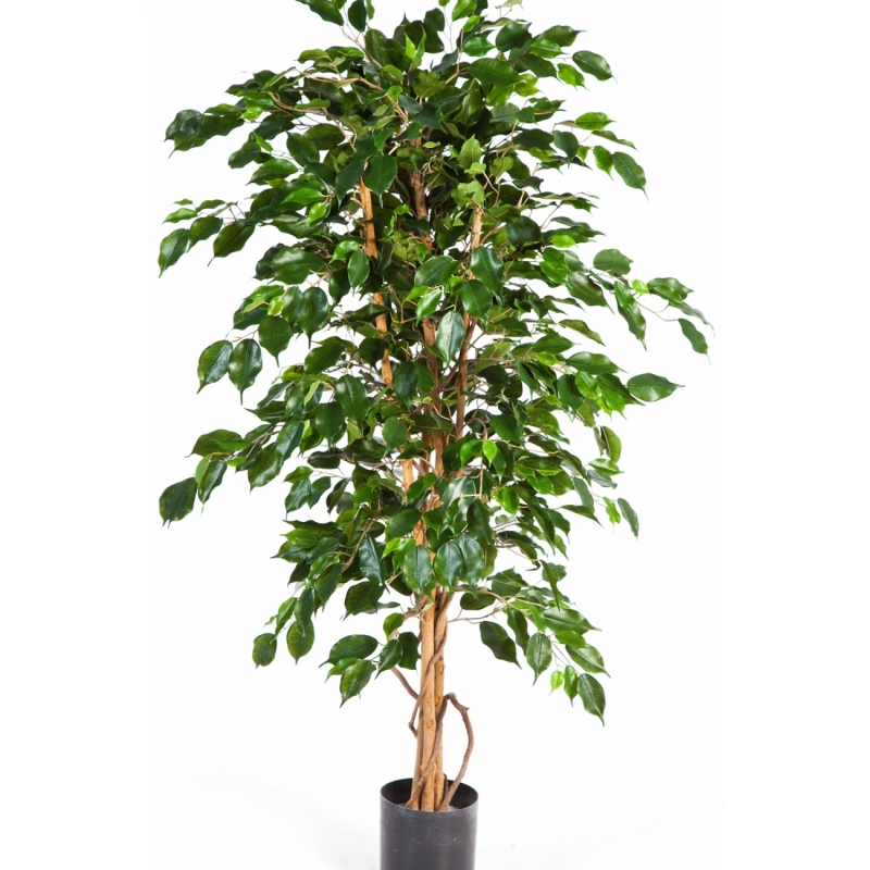 4' FICUS EXOTICA 120-210 cm