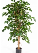 4' FICUS EXOTICA 120-210 cm