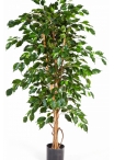 4' FICUS EXOTICA 120-210 cm