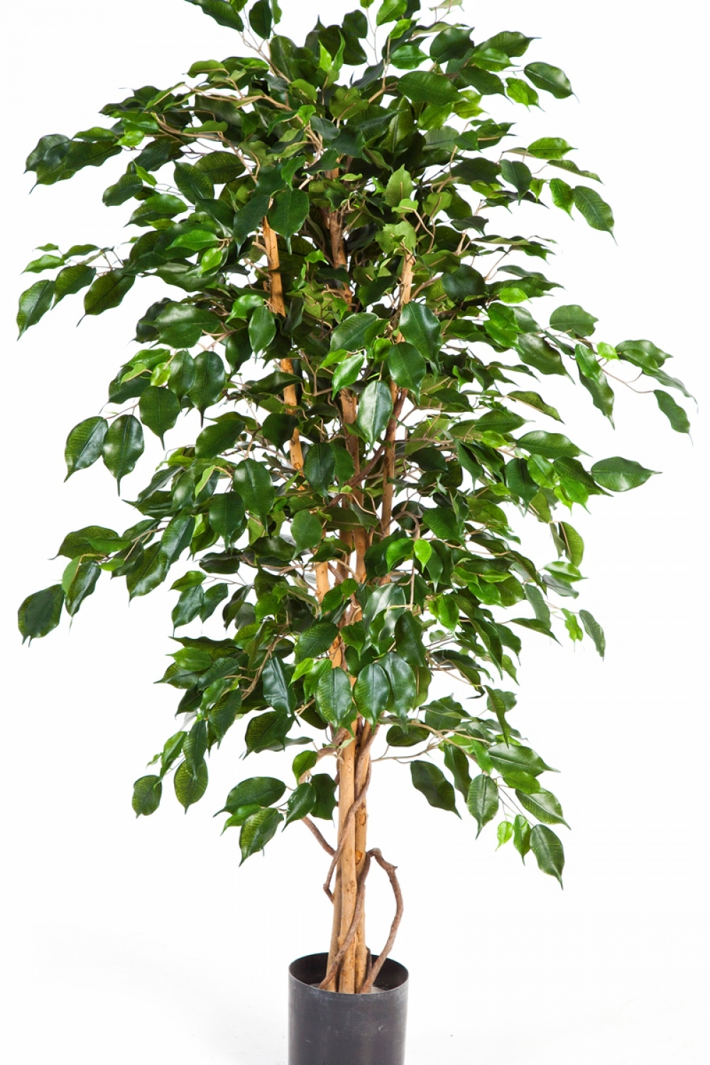 4' FICUS EXOTICA 120-210 cm
