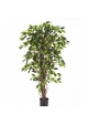 4' FICUS LIANA 120-210 cm