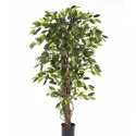 4\' FICUS LIANA 120-210 cm