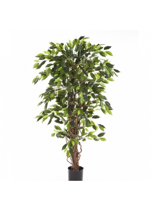 4' FICUS LIANA 120-210 cm