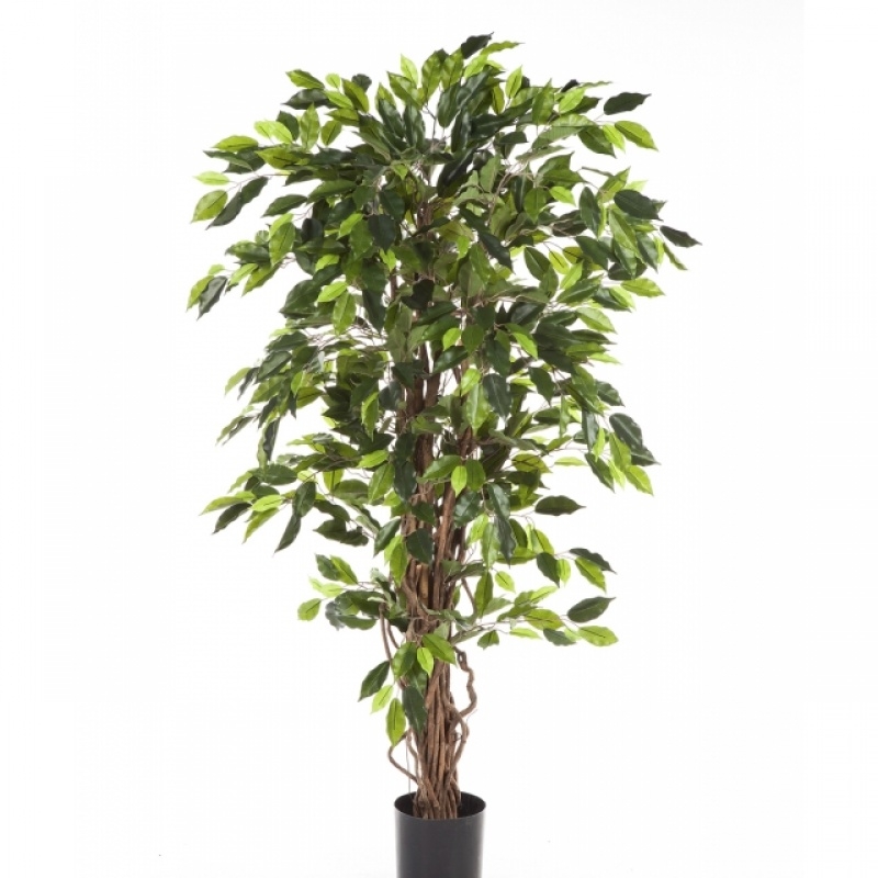 4' FICUS LIANA 120-210 cm