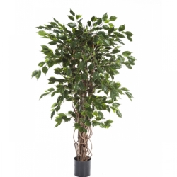 4' FICUS LIANA EXOTICA DE LUXE 120-240 cm