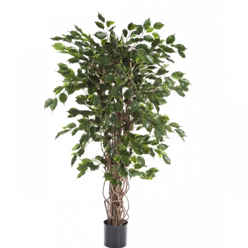 4' FICUS LIANA EXOTICA DE LUXE 120-240 cm