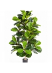 4' FICUS LYRATA BUSH TREE 130 cm