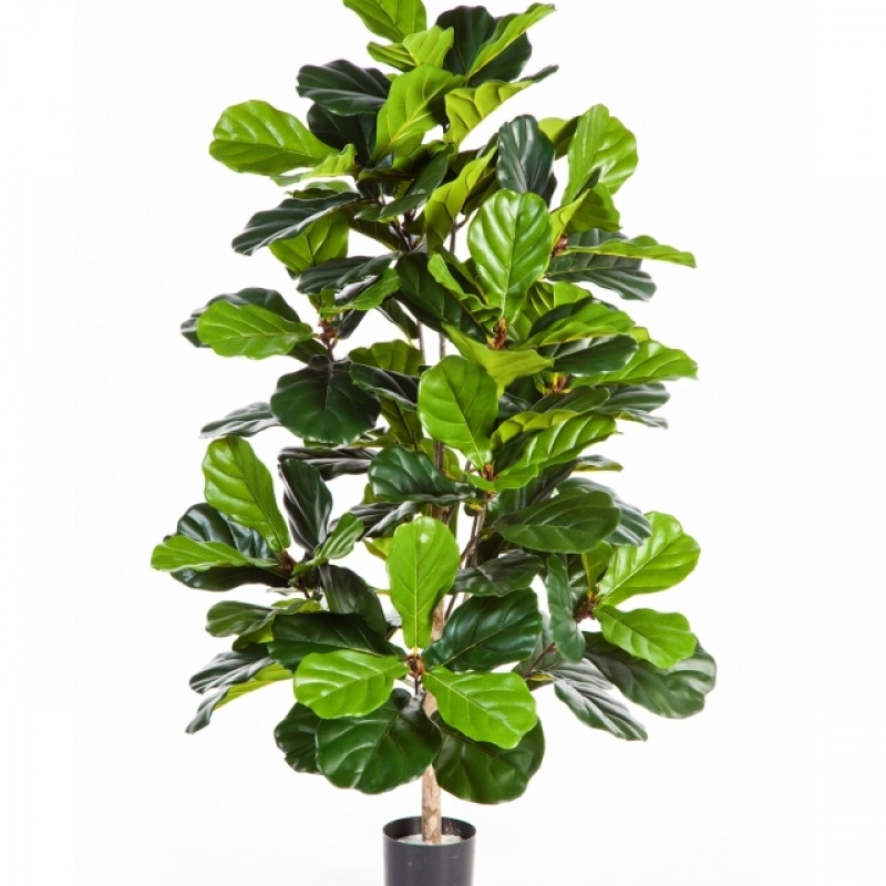 4' FICUS LYRATA BUSH TREE 130 cm